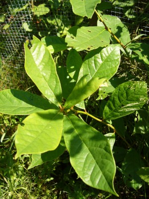 nyssa sylvatica nyssa sylvatica